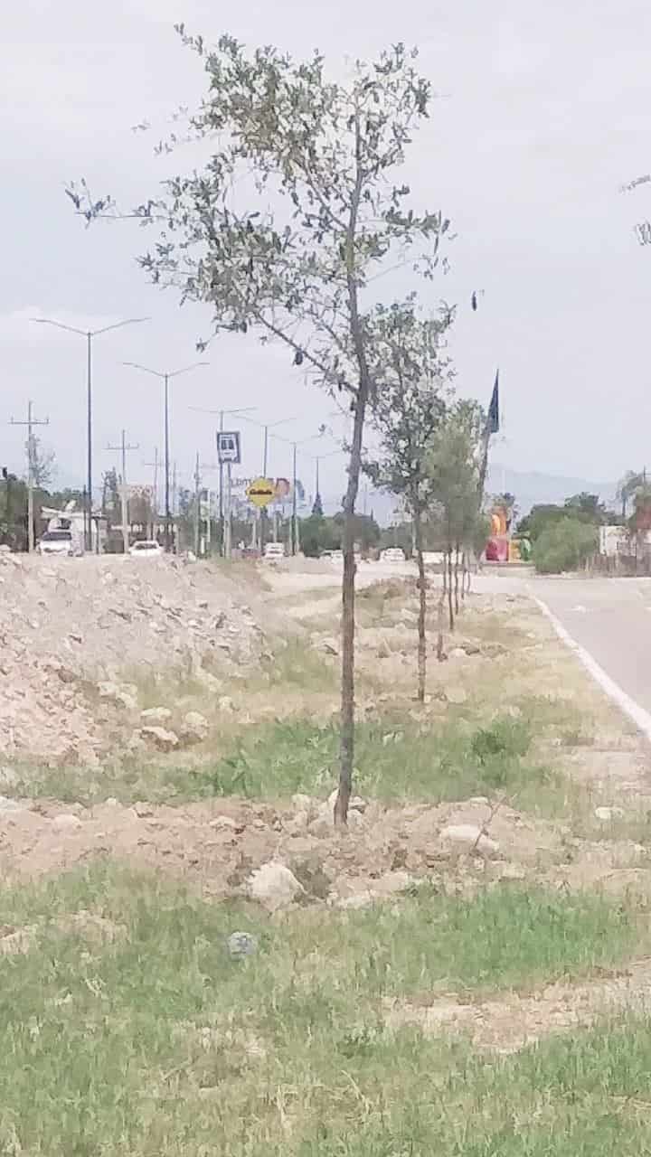 Sigue en SB reforestación