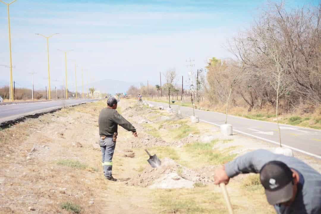 Sigue en SB reforestación