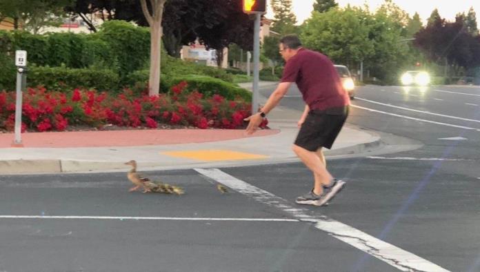 Muere hombre atropellado tras ayudar a familia de patos a cruzar la calle