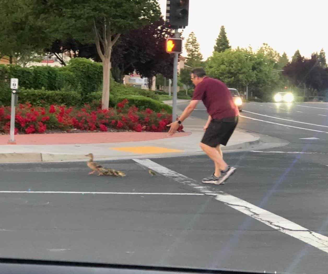 Muere hombre atropellado tras ayudar a familia de patos a cruzar la calle