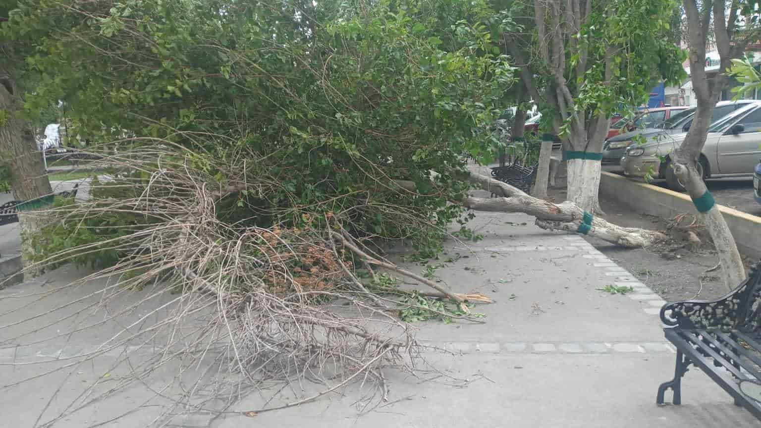 Atiende San Buena Reportes de lluvias