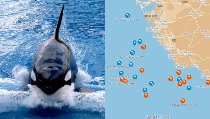 Gladis y su pandilla de orcas incrementan ataques contra barcos