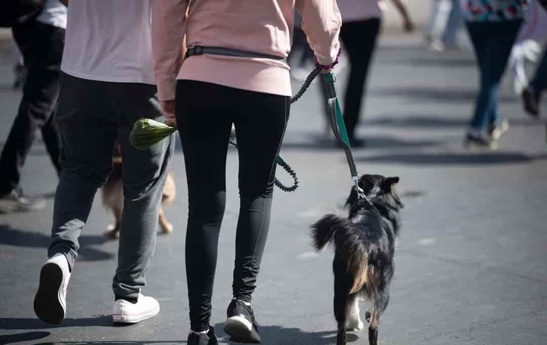 Llaman a marcha por el derecho animal