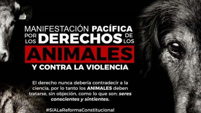 Llaman a marcha por el derecho animal