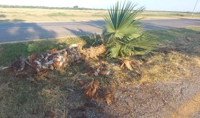 Choca contra palma y abandona su auto en carretera Morelos - Zaragoza