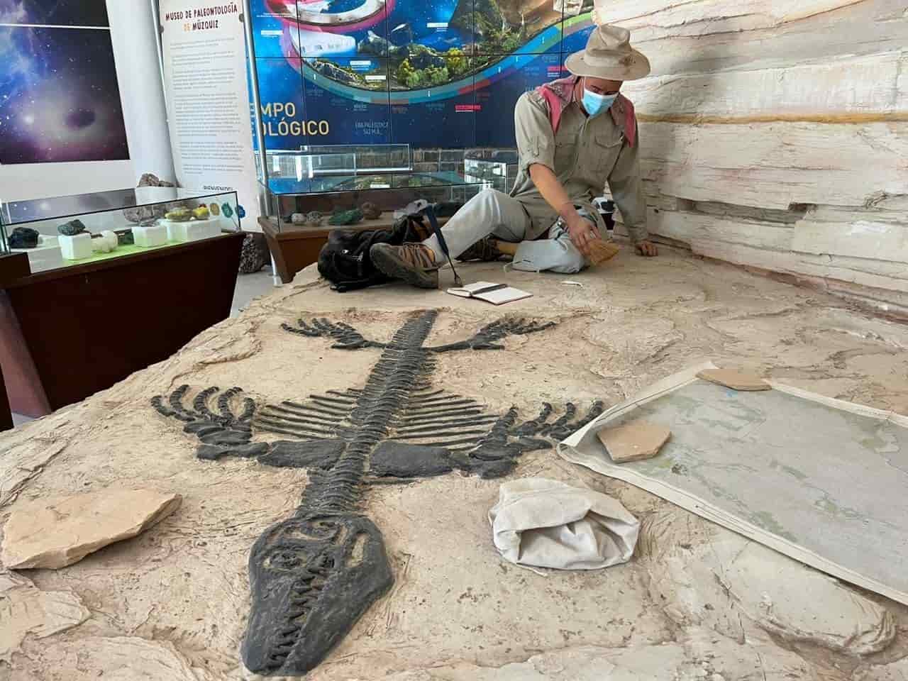 Saquean alemanes piezas fosilizadas