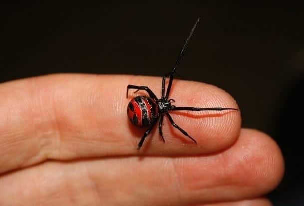 Aumentan ataques de araña Viuda Negra