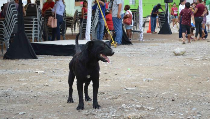 Caos para el comercio los perros callejeros