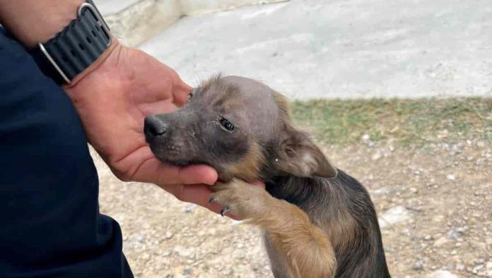 Suman elemento canino para la policía de Nava