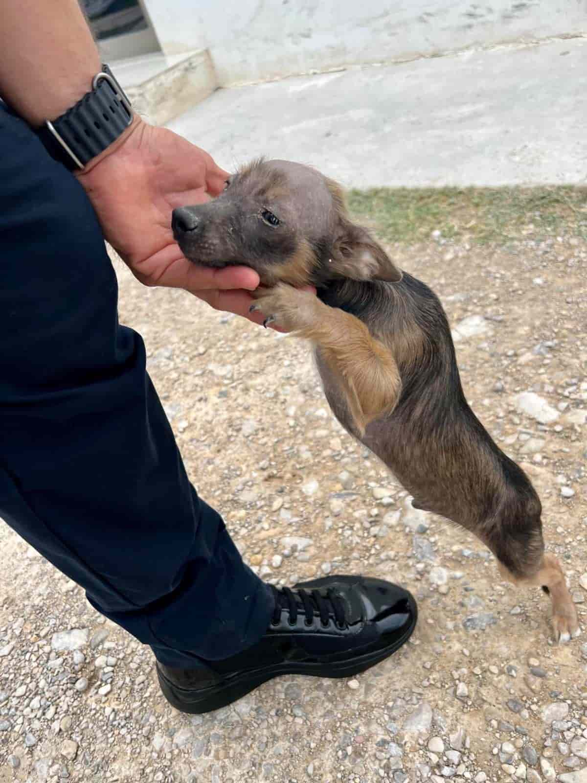 Suman elemento canino para la policía de Nava