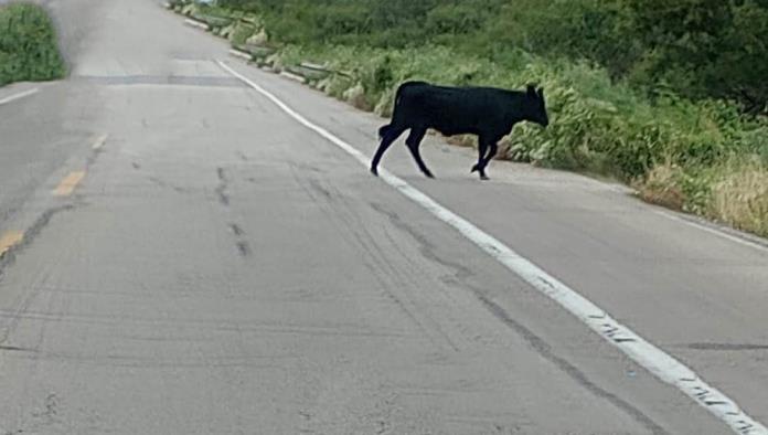 Alertan por vacas sobre la carretera 29