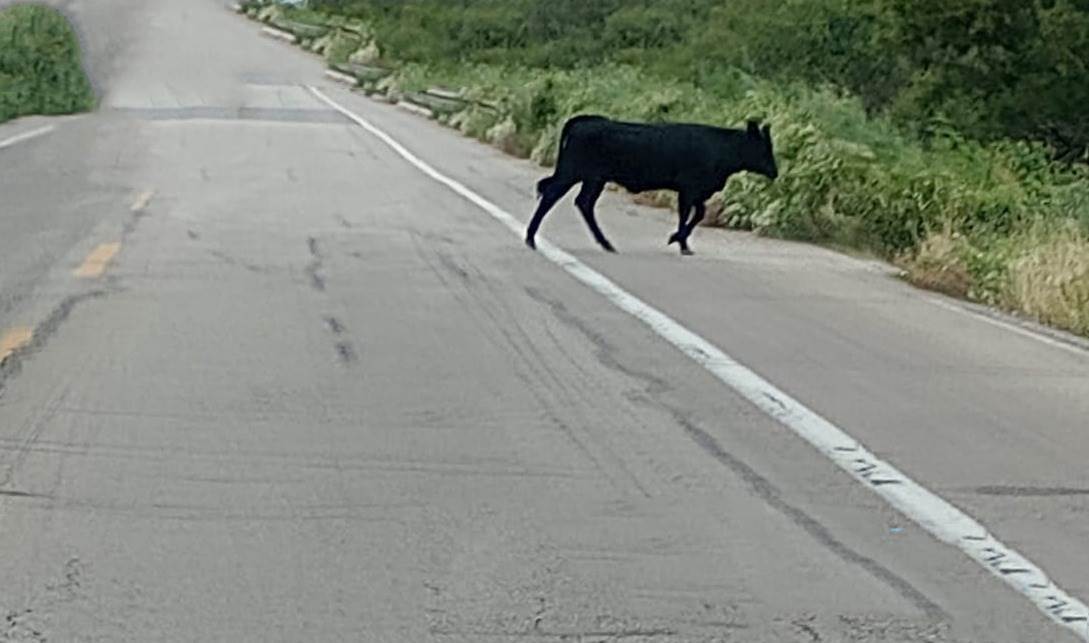 Alertan por vacas sobre la carretera 29