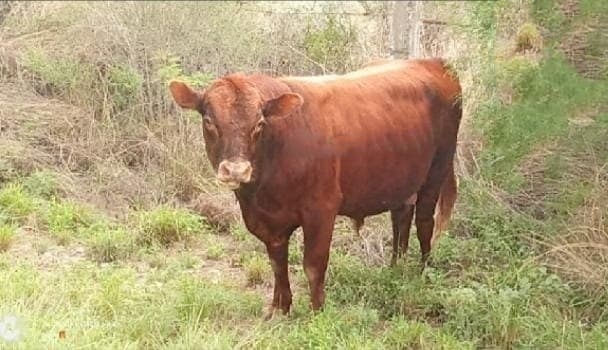 Alertan por vacas sobre la carretera 29