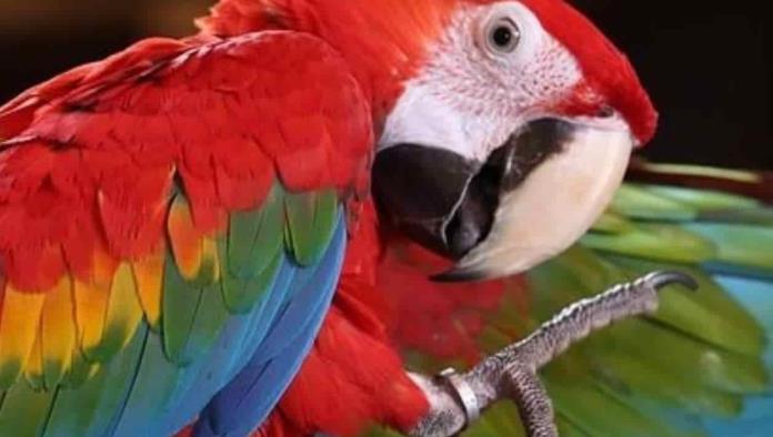 Se roban especies en peligro de extinción en zoológico de Chiapas