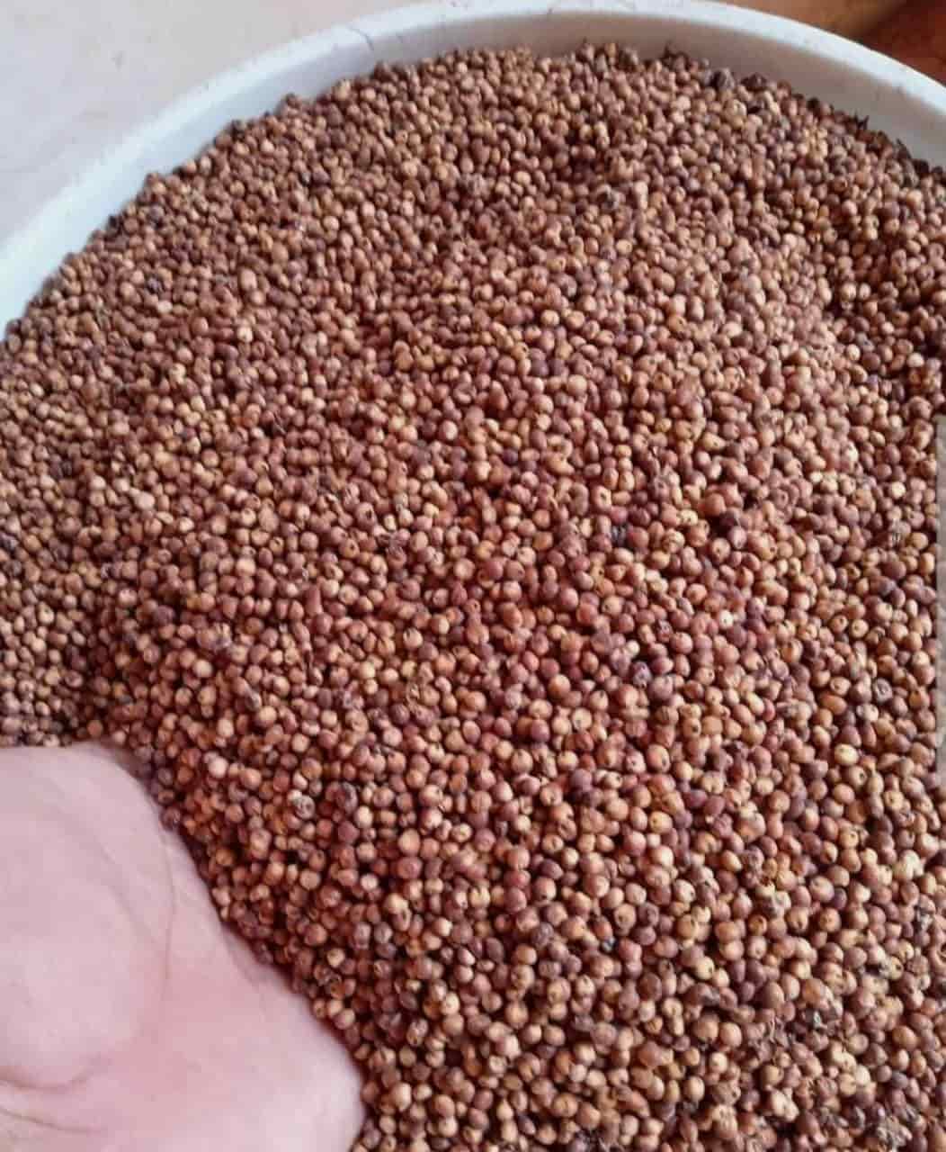 Hay buena cosecha del sorgo forrajero