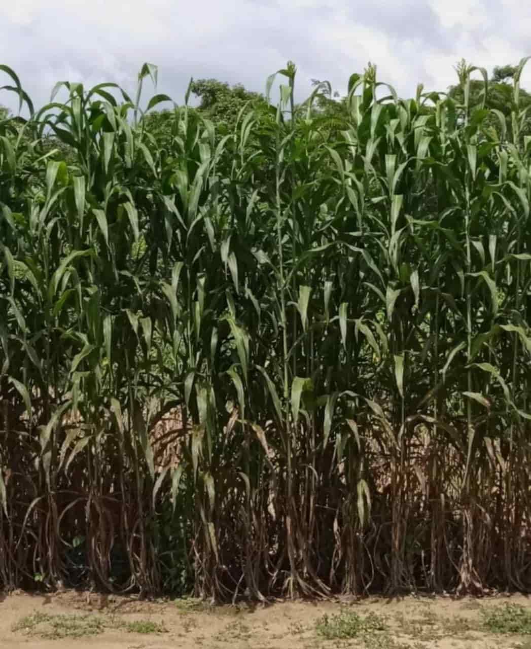 Hay buena cosecha del sorgo forrajero