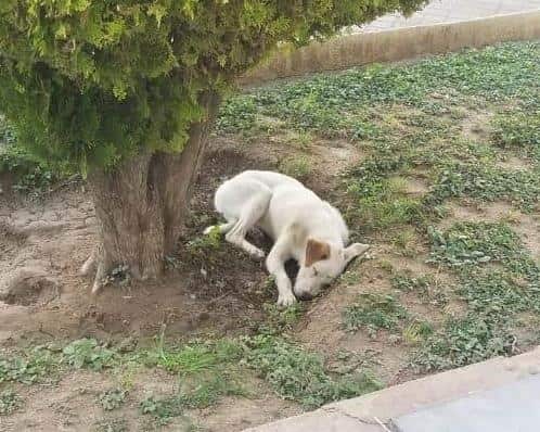 Casos de golpes de calor en mascotas