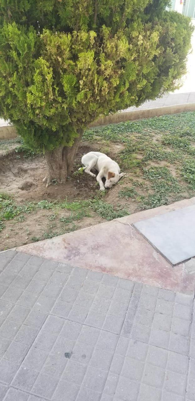 Casos de golpes de calor en mascotas