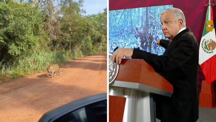 Fake News; AMLO presenta video tomado en Brasil para desmentir afectaciones del Tren Maya