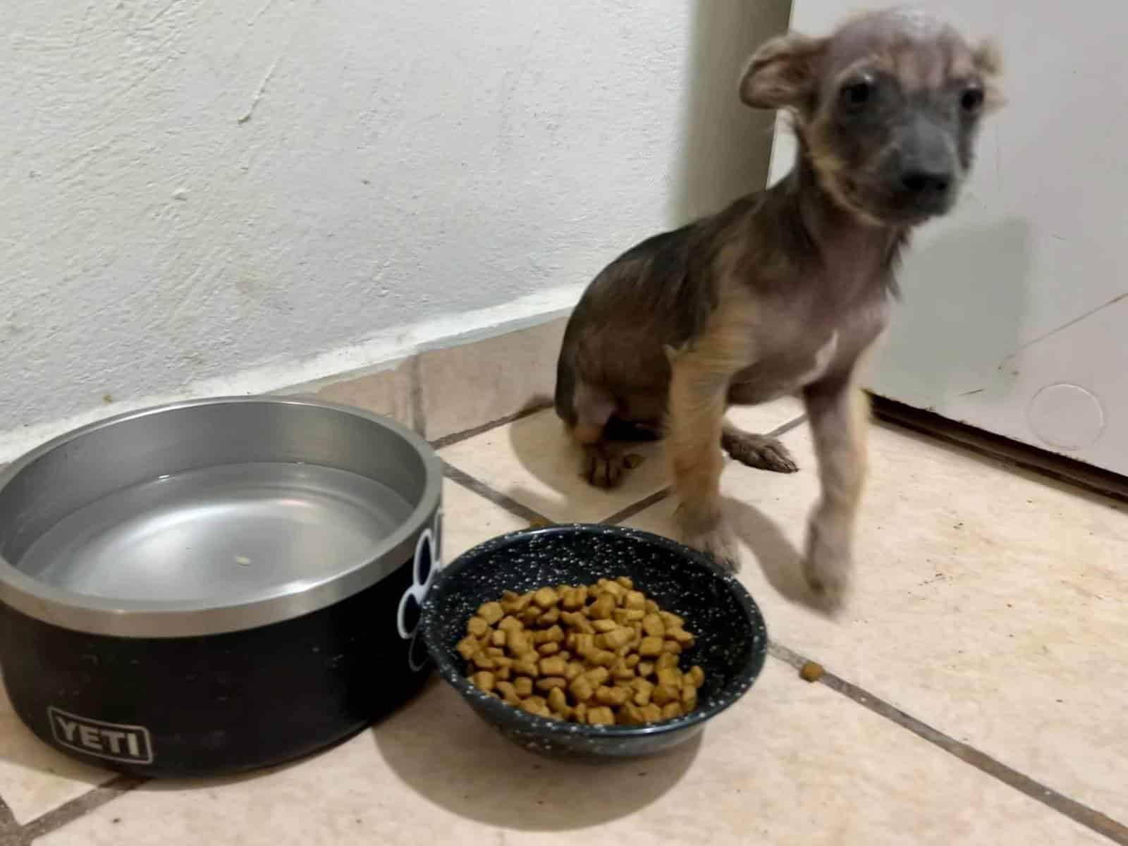 Piden a la ciudadanía nombrar al nuevo policía canino de Nava