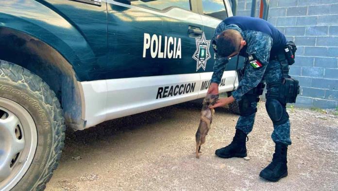 Piden a la ciudadanía nombrar al nuevo policía canino de Nava