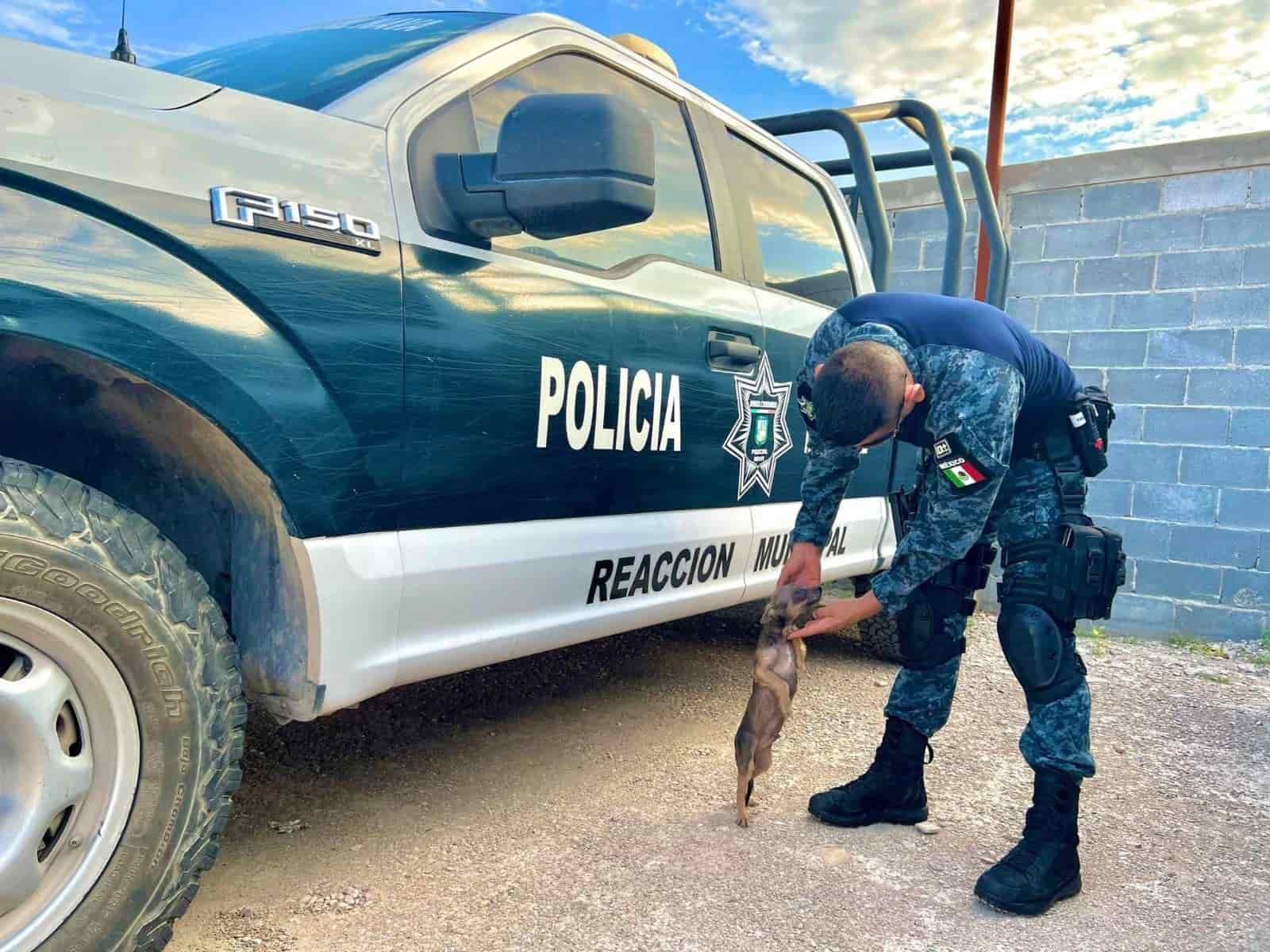 Piden a la ciudadanía nombrar al nuevo policía canino de Nava