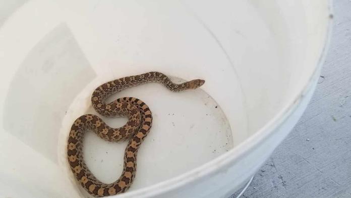 Sorprende serpiente a familia de Morelos