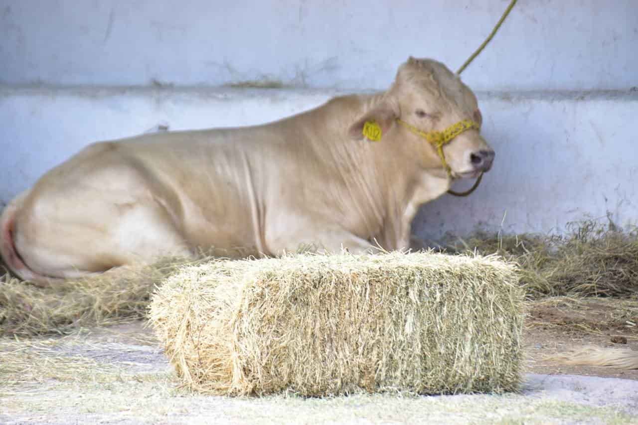 Entregan apoyos a ganaderos de San Buena