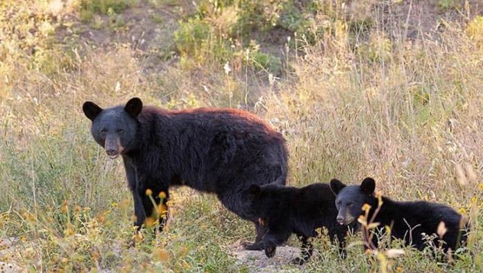 Registra PROFAUNA menor avistamientos de osos en Coahuila