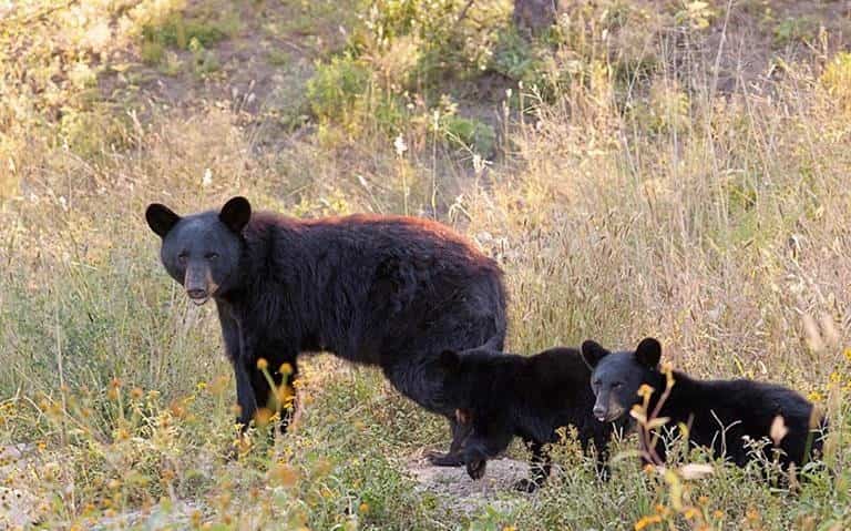 Registra PROFAUNA menor avistamientos de osos en Coahuila