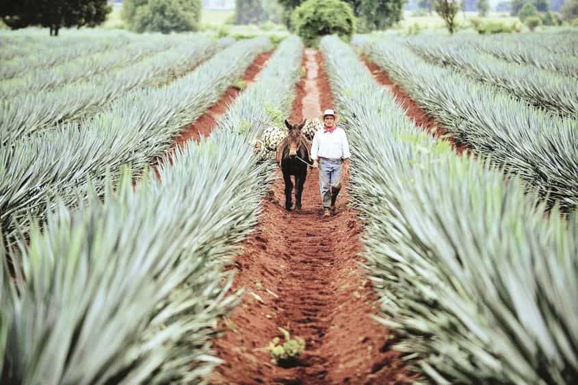 ¡Celebremos el Tequila!