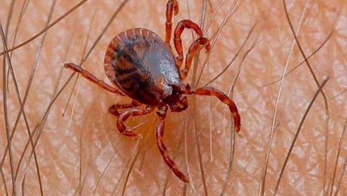 Registra RA 4 muertes por rickettsia, tres eran menores