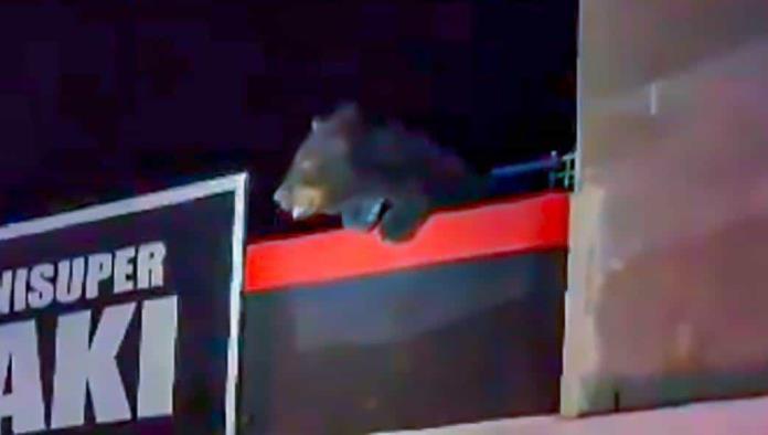 Oso negro mantuvo en vela a autoridades ¡por más de 6 horas!