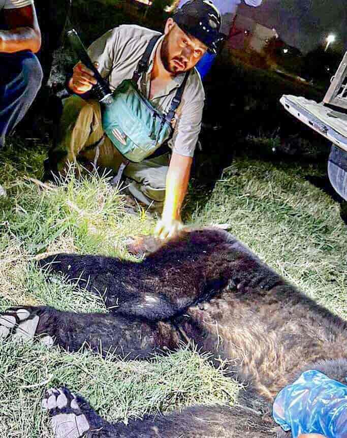 Oso negro mantuvo en vela a autoridades ¡por más de 6 horas!