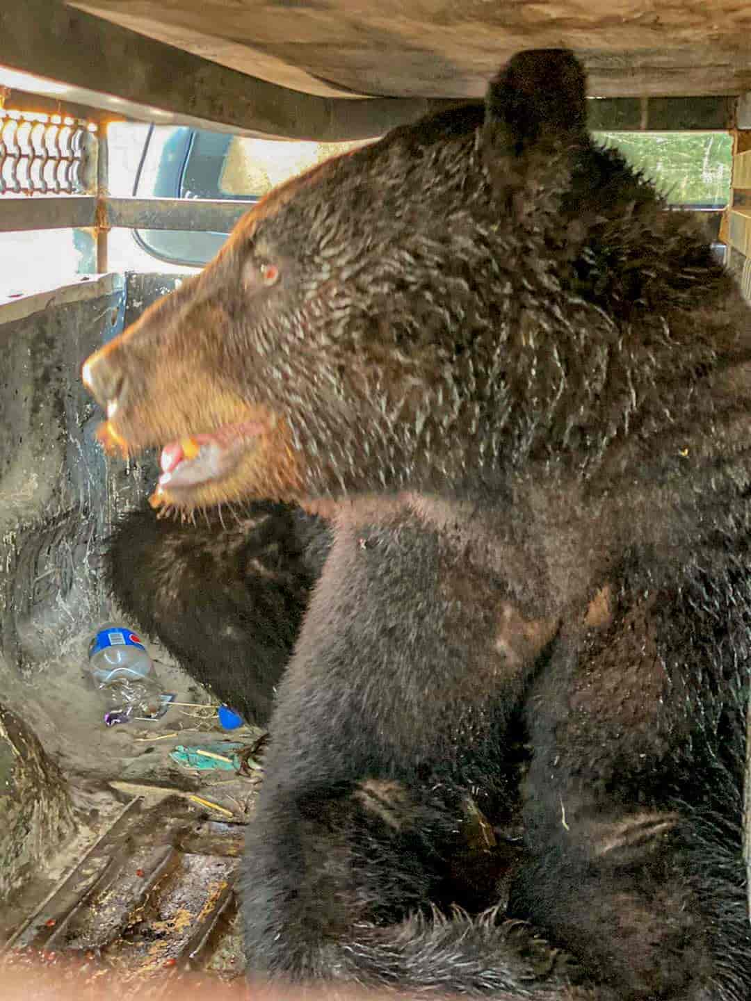 Oso negro mantuvo en vela a autoridades ¡por más de 6 horas!