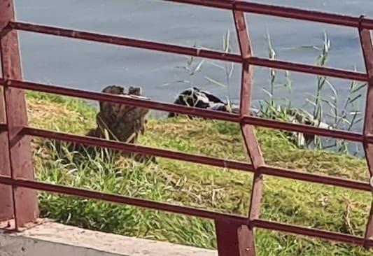 Localizan cuerpo en aguas del río Bravo