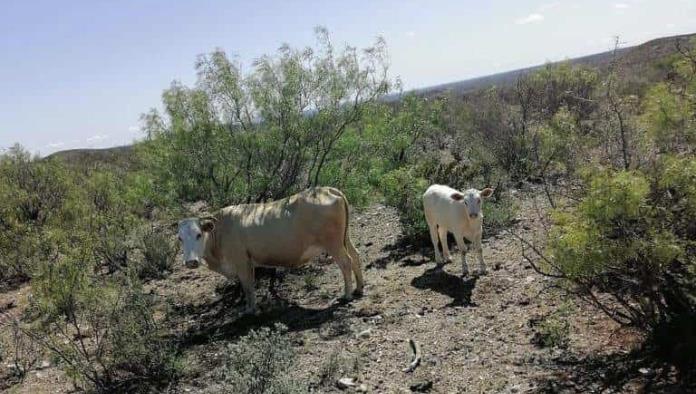 ¡Sufre el ganado! Carne podría aumentar de precio por las mala condición de los animales