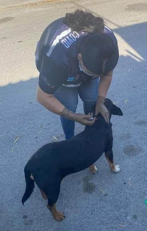 No hay rickettsia en Piedras Negras