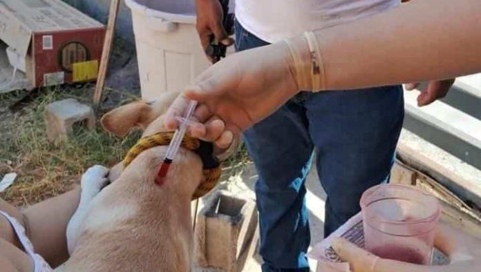 No hay rickettsia en Piedras Negras