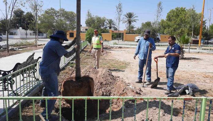 Plantan árboles en el 8 de enero
