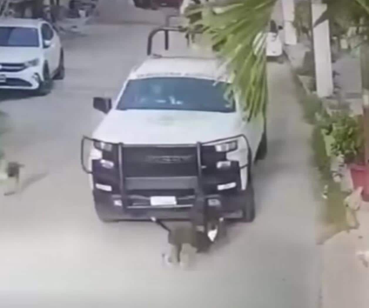 Captan a elementos de la Guardia Nacional atropellando a dos perros en Acapulco