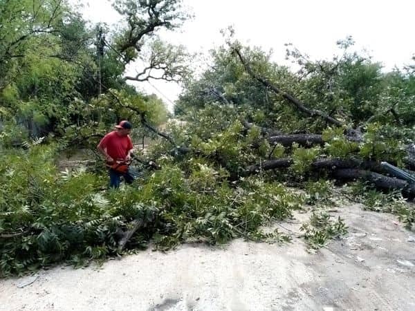 Derribó tres árboles tormenta en Allende