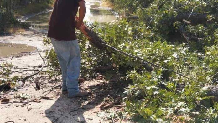 Derribó tres árboles tormenta en Allende