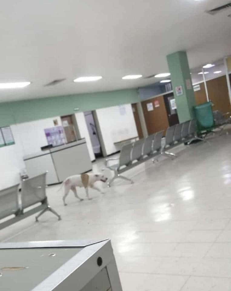 Es Pet Friendly la Clínica 7 del Seguro Social
