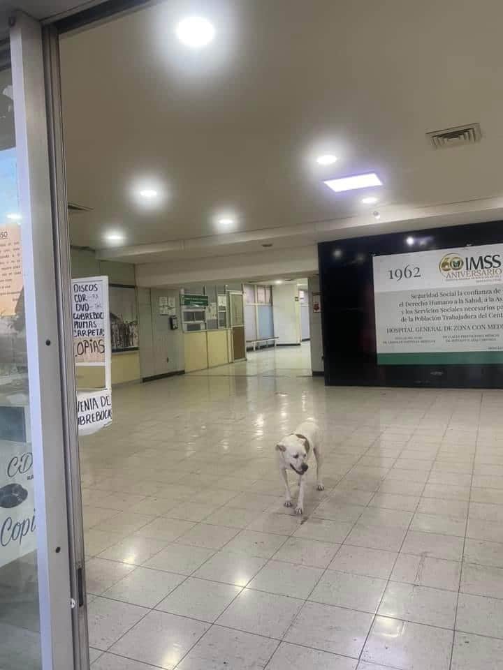 Es Pet Friendly la Clínica 7 del Seguro Social