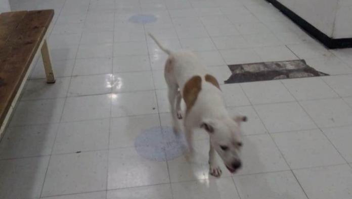 Es Pet Friendly la Clínica 7 del Seguro Social