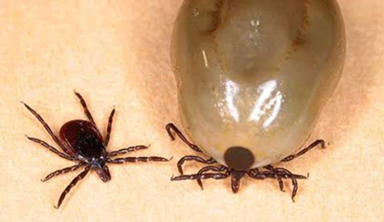 ¡Plaga de garrapatas en las quintas de PN!