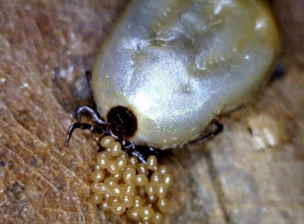 ¡Plaga de garrapatas en las quintas de PN!