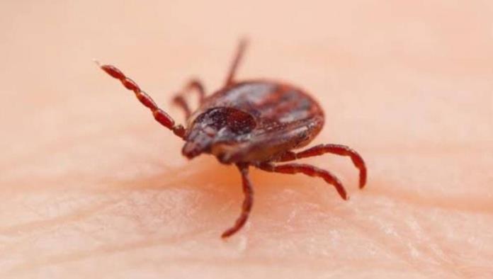 ¡Plaga de garrapatas en las quintas de PN!
