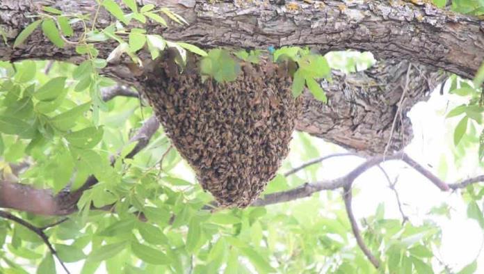 Prohíben derribar panales de abeja 